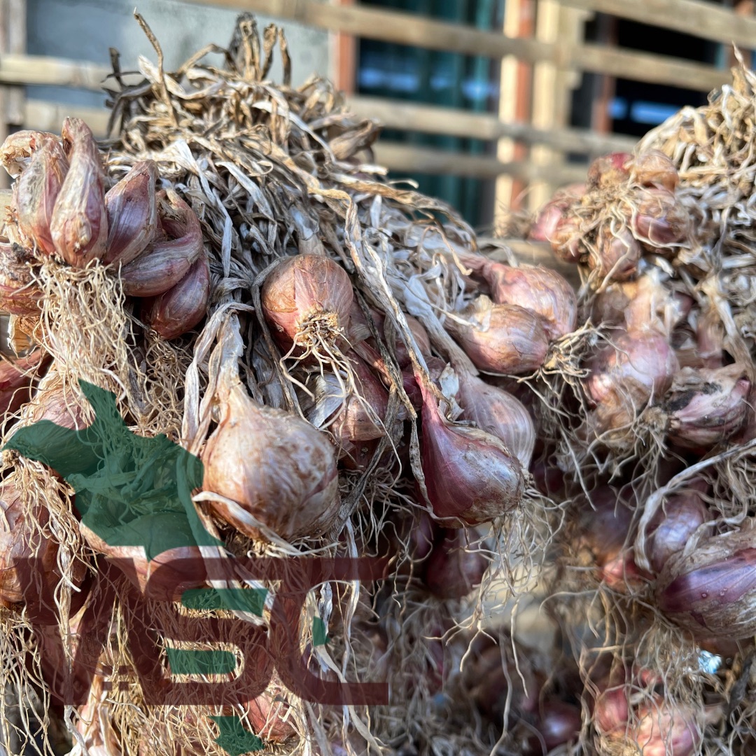 Shallots Indonesian Red Onion Traditional Organic Stock Photo 2287958019